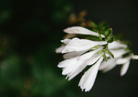 Hosta Flower 1