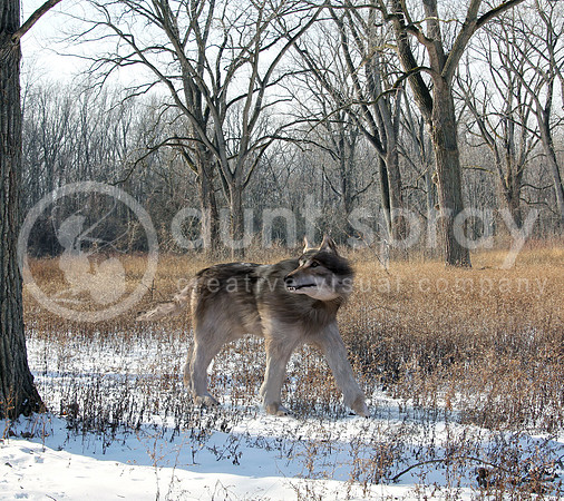 Dire Wolf Alone In The Woods