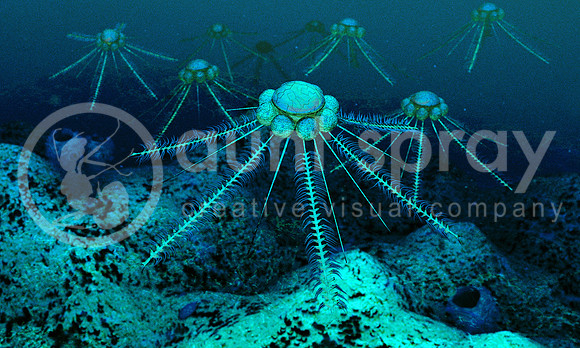 Diplograptus Moving Through The Currents