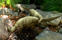 Baby Apatosaur Dinosaurs Exploring Creek