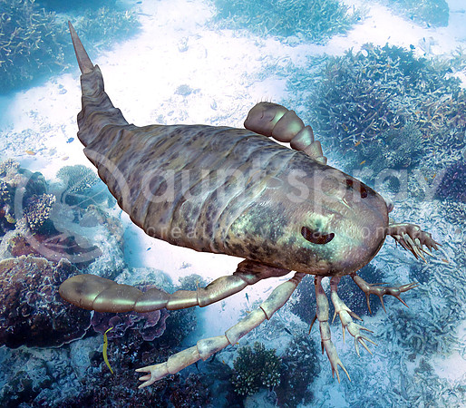 Eurypterus Scanning Seafloor