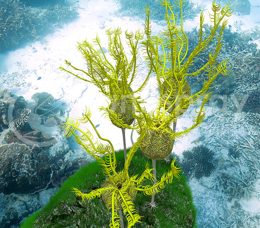 Caryocrinites Ornatus Grouping