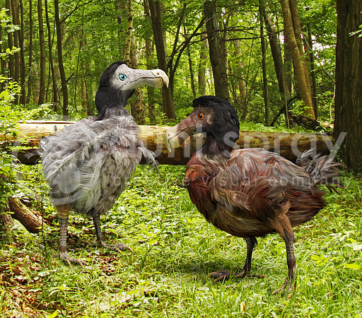 Dodo Birds In Forest