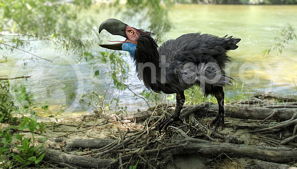 Gastornis By River (Terror Bird)