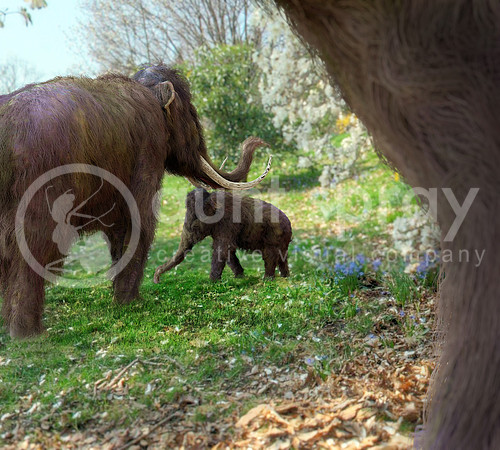Woolly Mammoths In Meadow
