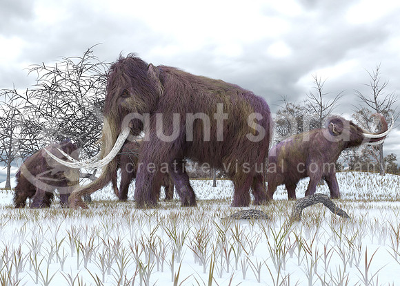 Woolly Mammoths Grazing