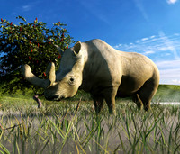 Brontotherium In Grassland