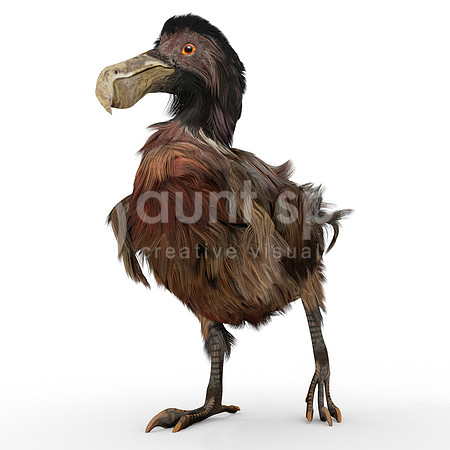 Dodo Bird