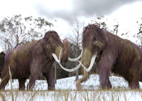 Woolly Mammoth Clones