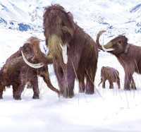 Wooly Mammoth