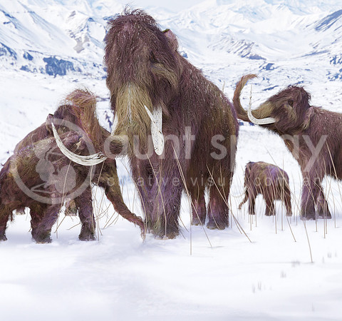 Wooly Mammoth