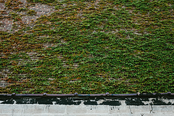 Ivy