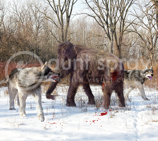 Dire Wolves Hunting Juvenile Woolly Mammoth
