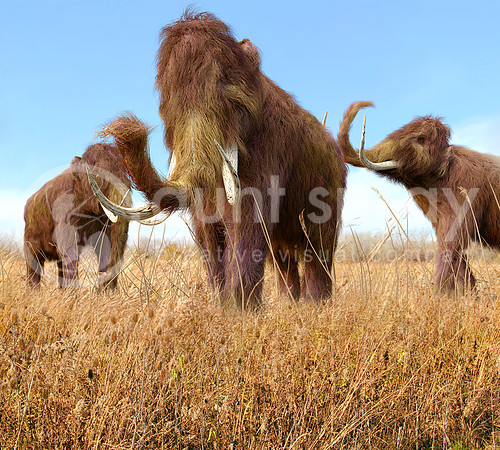 Woolly Mammoths