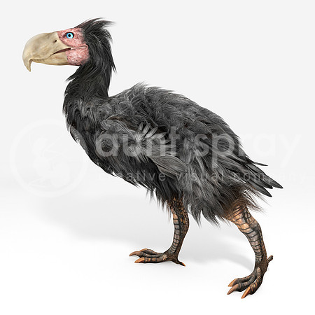 Gastornis