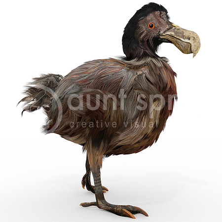 Dodo Bird