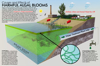 Harmful Algal Bloom