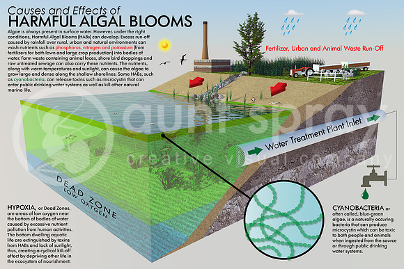 Harmful Algal Bloom