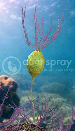 Caryocrinites ornatus (Cystoid)