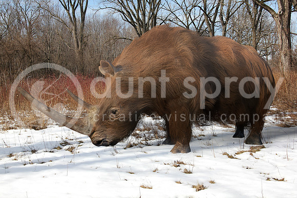Woolly Rhinoceros In Ice Age Forest