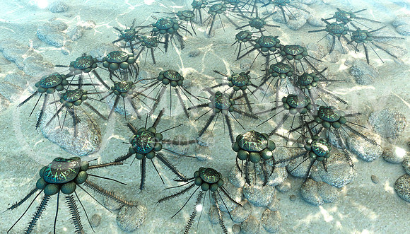 Graptolites