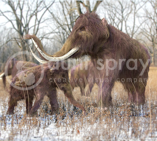 Woolly Mammoth Family In Forest