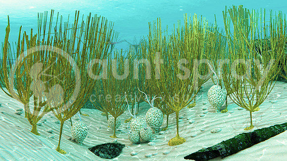Dictyonema Garden (Graptolite)