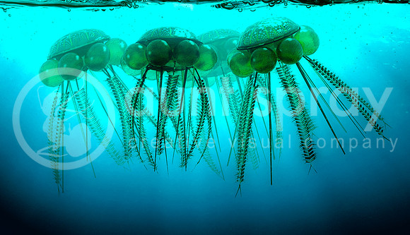 Graptolites Floating On The Sea Surface