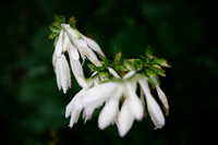 Hosta Flower 2
