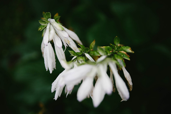 Hosta Flower 2