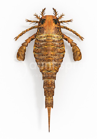 Eurypterus remipes (Sea Scorpion)